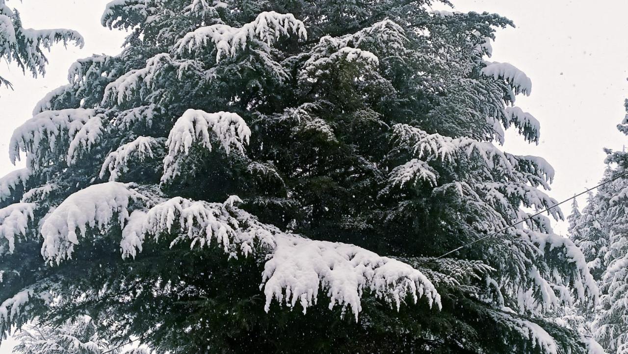 Baan By Snow City Farm Vashist Екстер'єр фото